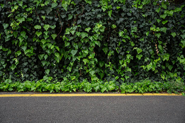 a street with a wall covered with english ivy. High quality photo