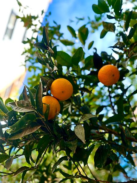 istock Ripe Oranges on a Natural Tree Under a Bright Blue Sky 2211036322