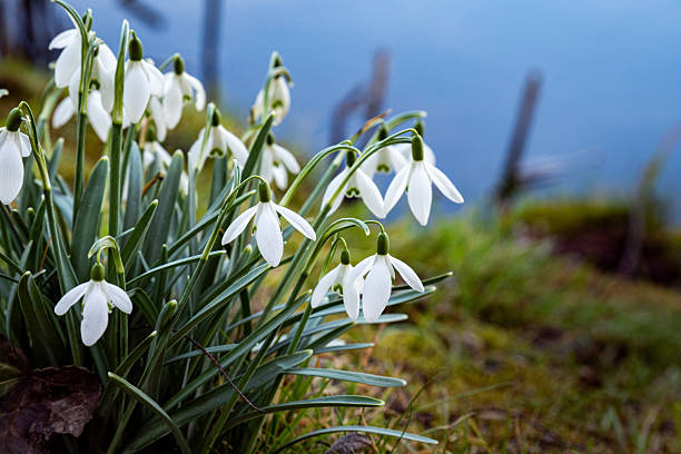 White snowdrop flowers blooming in early spring on a grassy slope near a calm lake, symbolizing renewal and natures awakening.