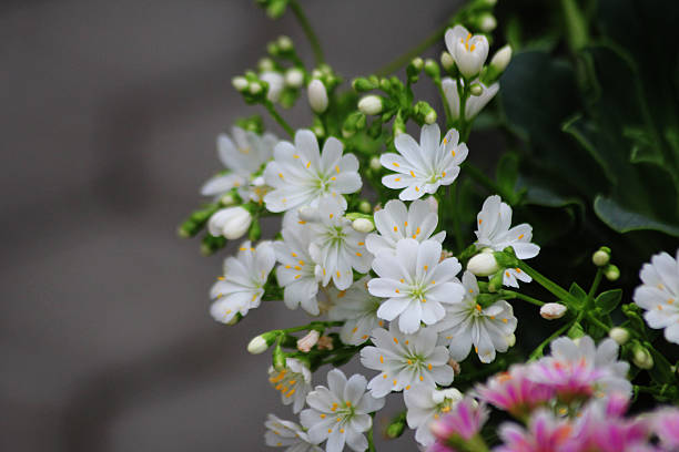 istock White lewesia flowers 2211038264
