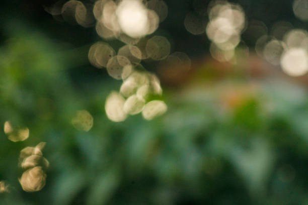 Green blur abstract nature background. Blurred natural green abstract background. Blur natural green leaves bokeh background. Green bokeh on nature abstract blur background. Blur.