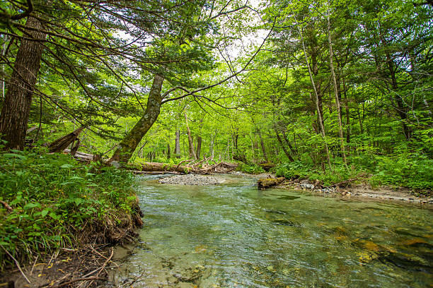 istock Fresh greenery in Kamikochi, Nagano Prefecture 2211041027