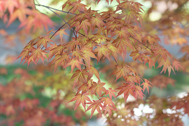 istock Japanese maple, palmate maple, smooth Japanese maple or acer palmatum red young spring leaves. 2211041262