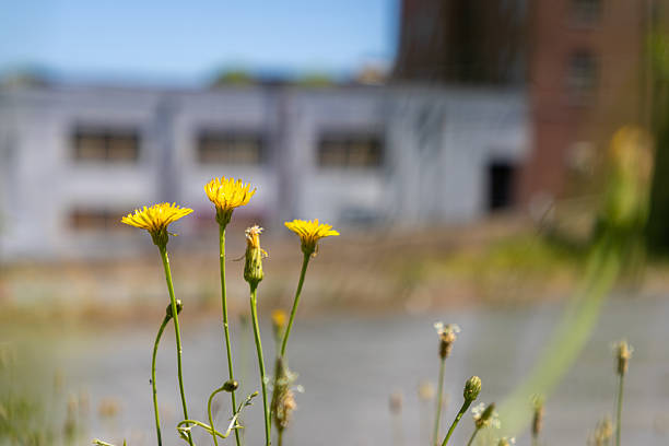 Dandelion flowers bloom in an industrial area of a city. Wild growing urban.