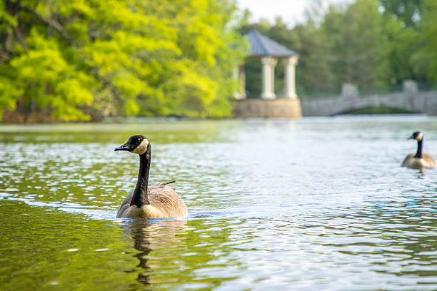 A Canada Goose swims toward the camera in a lake in a public park.