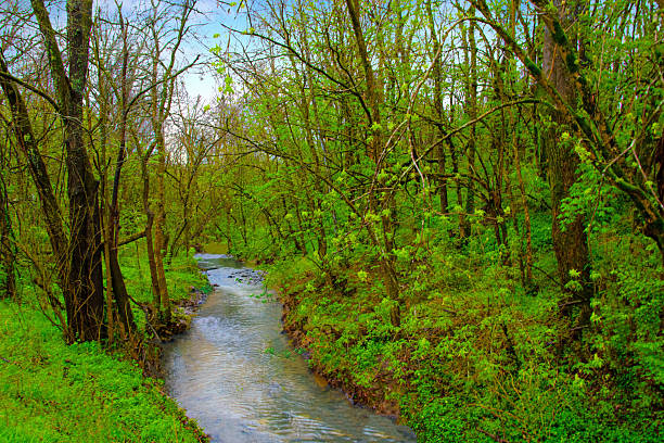 Small Clear Stream through deep woods-Richmond, Kentucky