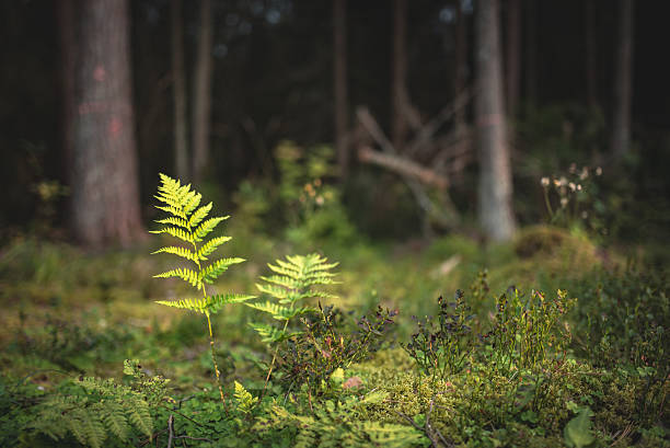 Lonely fern in a forest on a sunny evening