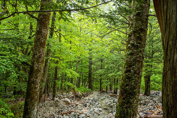 Fresh greenery in Kamikochi, Nagano Prefecture