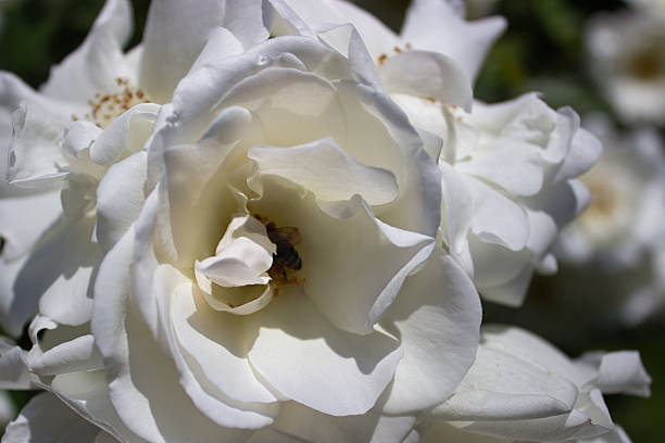 Close-up of a blooming white rose with a bee inside gathering pollen.