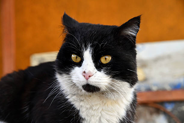 Cute black with white tuxedo Maine Coon cat kitten with naughty expression, laying down facing front. Looking towards camera. Isolated on a white background.