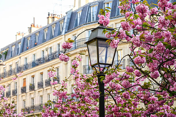 Paris : street lamp with sakura blossoms and building facade in background