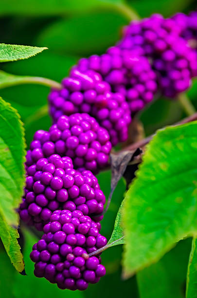 American beautyberry (Callicarpa americana), also known as French mulberry, is pictured with loaded with berries, Sept. 8, 2022, in Daphne, Alabama.