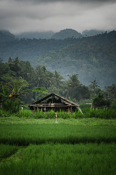 Agricultural fields, village and hills on tropical island, Lombok