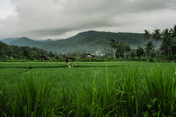 Agricultural fields, village and hills on tropical island, Lombok