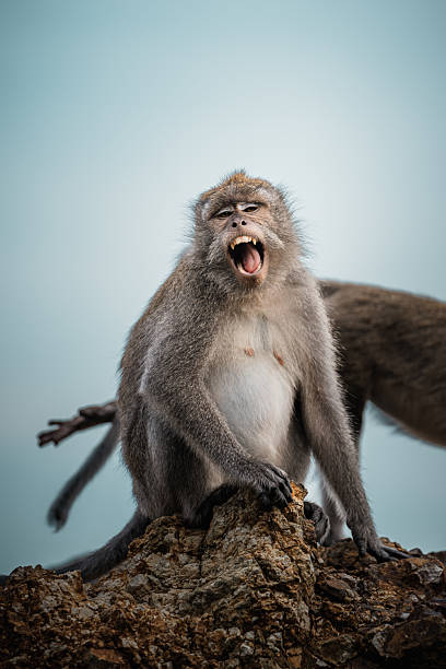 istock Monkey on rocky slope, Lombok 2211048813