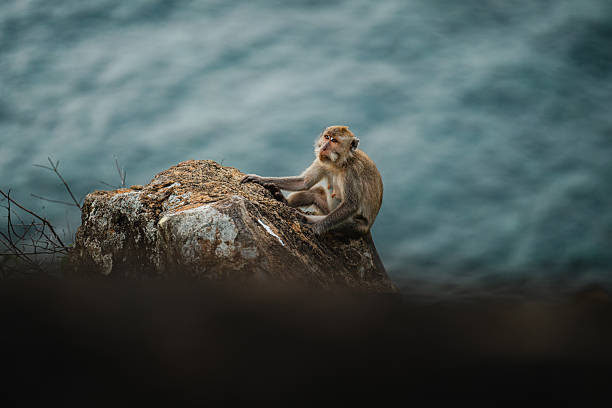 Monkey (Grey Macaque) on rocky slope, Lombok