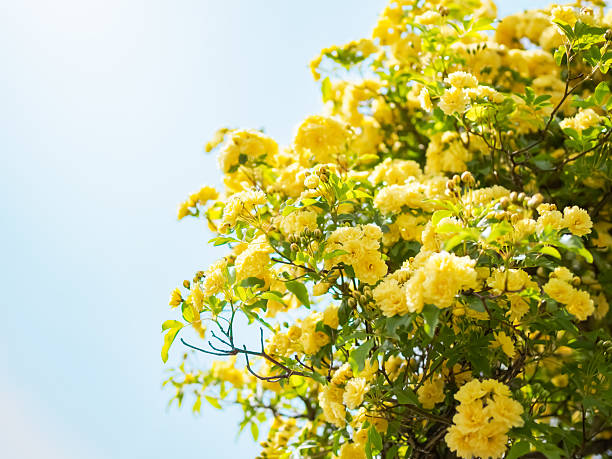 Yellow Banksia rose