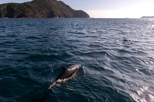 istock Dolphins of Port Stephens 2211052512