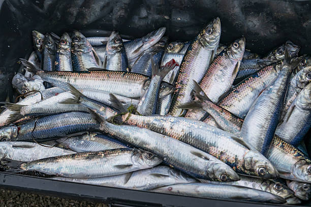 istock herring fishing 2211053097