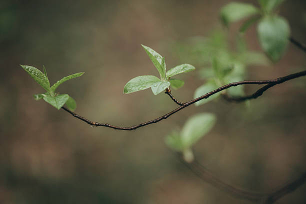 istock Early spring leaves in the forest after the rain 2211053182