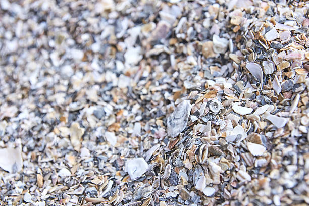 Close up of mixed seashell fragments creating a natural textured beach surface