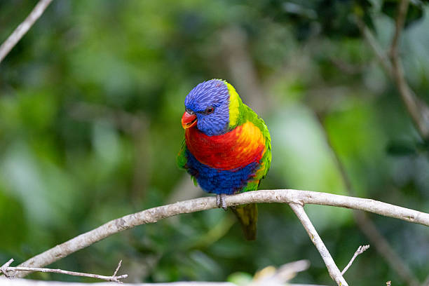 istock A rainbow lorikeet (Trichoglossus moluccanus) sits on a tree branch surrounded by green foliage in Australia 2211053351