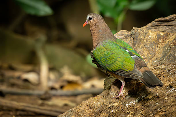 istock Colorful Common Emerald Dove with green wings and a red beak standing on a tree root in a natural forest setting, looking back over its shoulder. 2211062057