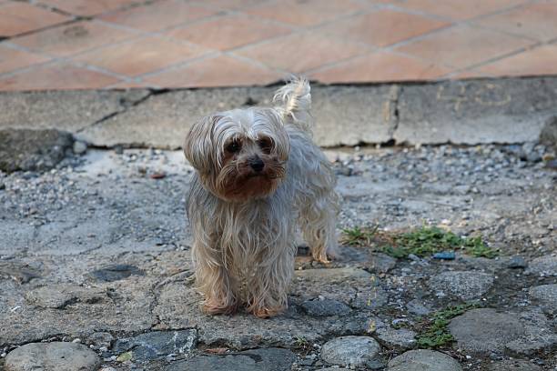 istock Terrier dog standing in the street 2211063450
