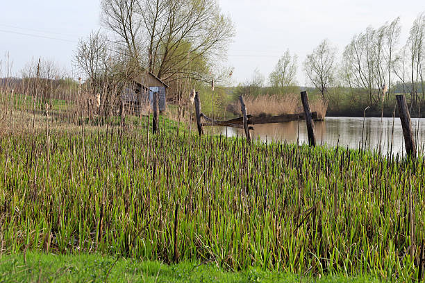 A peaceful rural landscape in Ukraine with a small pond surrounded by dense thickets of cattails (Typha sp.) and other riparian vegetation.