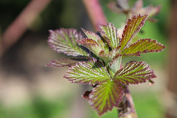 Young raspberry shoots with bright green leaves and reddish veins unfurl against a blurred light background. Each compound leaf blade consists of several serrated leaflets.