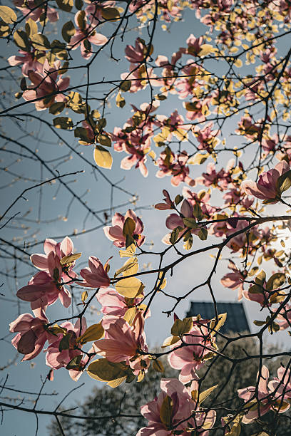 istock Blooming Magnolia Branches in Soft Spring Ligh 2211064557