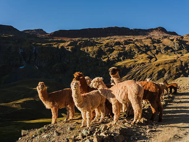 istock Cute alpacas in Peruvian Andes at sunset 2211067023