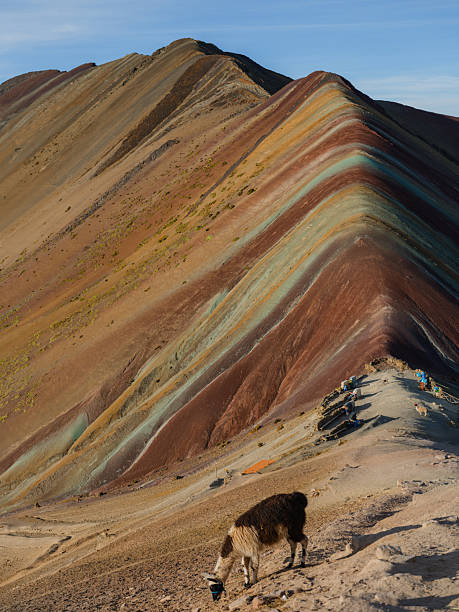 istock Cute alpacas near Vinicunca Rainbow mountain in Peru 2211067036