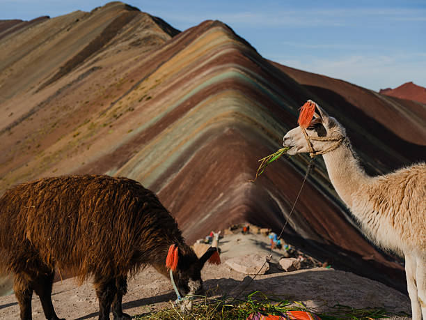 istock Cute alpacas near Vinicunca Rainbow mountain in Peru 2211067196