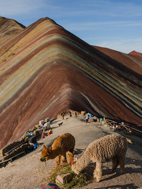 Cute alpacas near Vinicunca Rainbow mountain in Peru