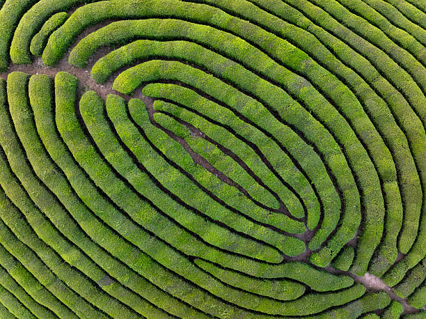 istock aerail view green tea garden 2211068911