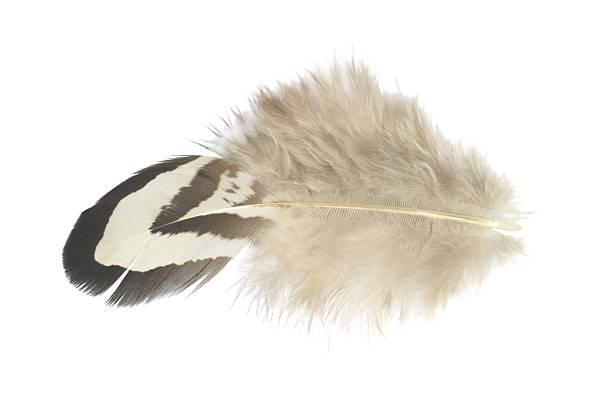 istock Beautiful pheasant feather isolated on white background 2211068924