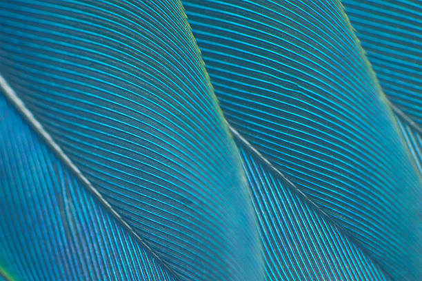 Beautiful colorful  parrot feather pattern texture luxury for background