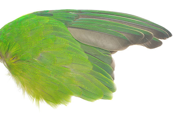 The feather wings of pigeon unique photo