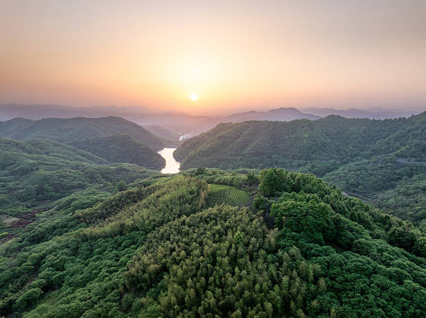 istock aerial view tea garden wiht sunset 2211069032