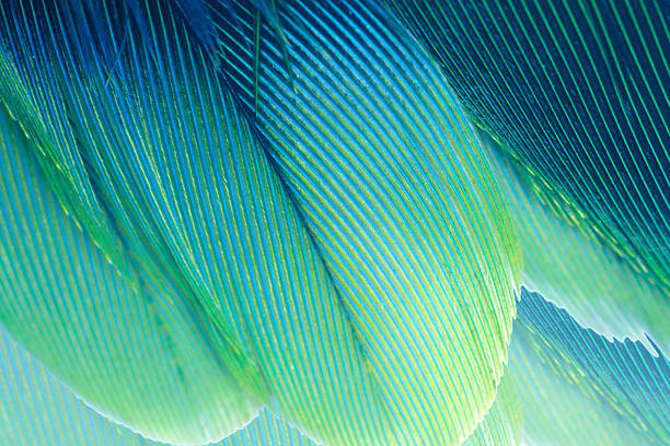 istock Beautiful colorful  parrot feather pattern texture luxury for background 2211069038