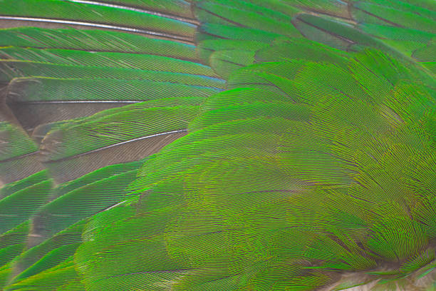 Cuckoo Bird