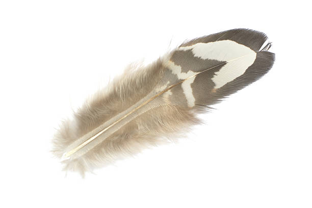istock Beautiful pheasant feather isolated on white background 2211069056