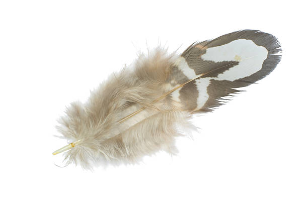 istock Beautiful pheasant feather isolated on white background 2211069060