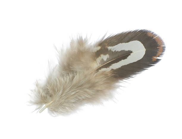 istock Beautiful pheasant feather isolated on white background 2211069104