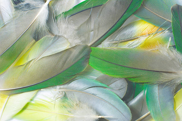 A delicate grey, gray, feather balancing on a single blade of grass with its quill facing to the left