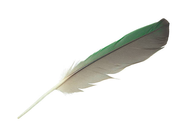 Parrot green feather isolated on white background