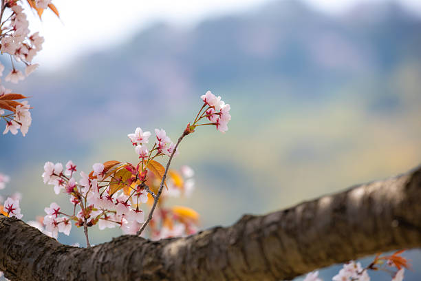 Sakura cherry blossom  season in Japan 2025