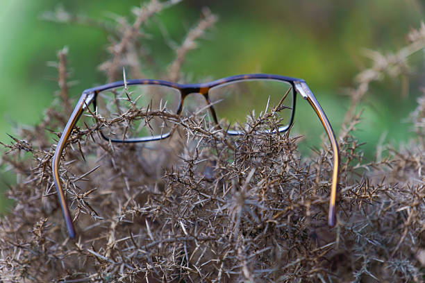 Eyeglasses with brown frames lying on a thorny bush outdoors