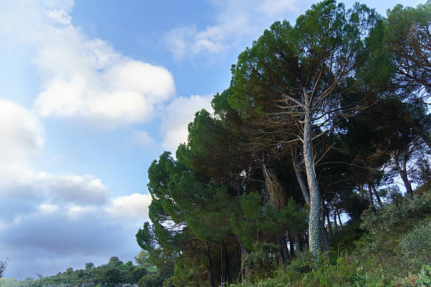 Tall evergreen pine trees stand against a backdrop of white and grey clouds in a blue sky
